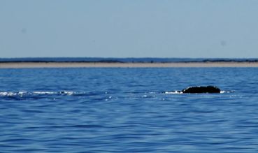 Hope for Right Whales